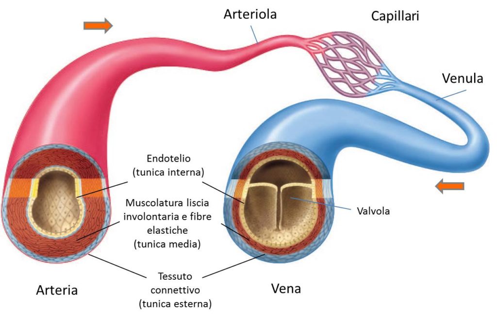 vene arterie